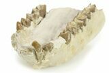 Fossil Oreodont (Leptauchenia) Partial Mandible - South Dakota #269939-3